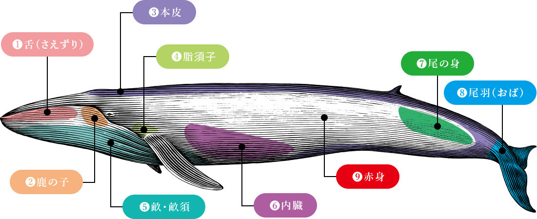 鯨の部位説明図